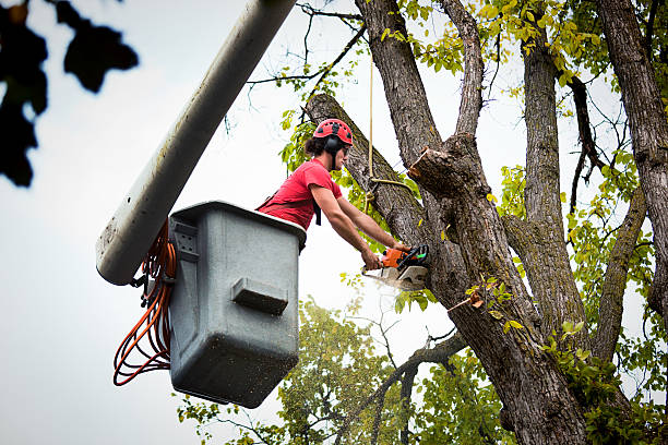 Best Tree and Shrub Care  in Squaw Valley, CA